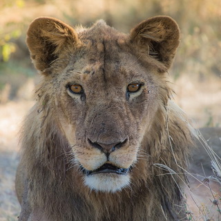 South Luangwa - Lion